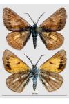 Isturgia famula