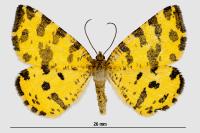 Pseudopanthera macularia