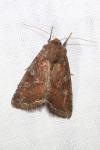 Lacanobia oleracea