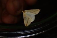Rhodometra sacraria