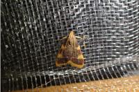Hypsopygia costalis