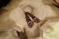 Trigonophora flammea
