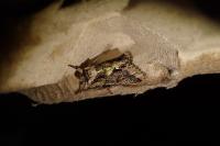 Allophyes oxyacanthae