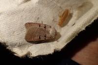 Eugnorisma glareosa