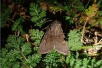 Aporophyla lueneburgensis