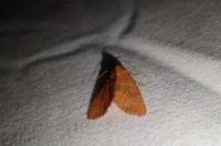 Atethmia centrago