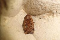 Conistra erythrocephala