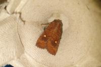 Eupsilia transversa
