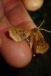 Crocallis tusciaria