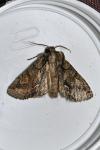Allophyes oxyacanthae