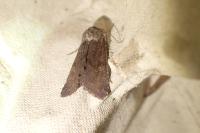 Aporophyla lueneburgensis