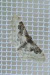 Idaea rusticata