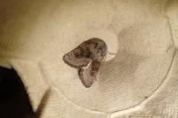 Aporophyla lueneburgensis
