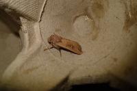 Mythimna ferrago