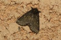 Gluphisia crenata