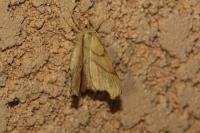 Ennomos erosaria