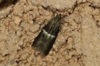 Elegia similella