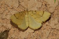 Gandaritis pyraliata