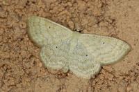 Scopula immutata