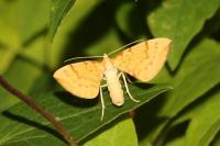 Gandaritis pyraliata