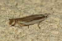 Crambus pascuella