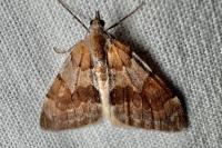 Pennithera firmata firmata