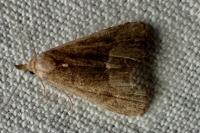 Schrankia costaestrigalis