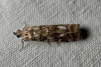 Dioryctria sylvestrella