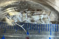 Dioryctria sylvestrella