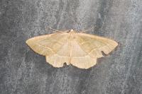Hylaea fasciaria