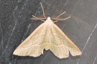 Hylaea fasciaria