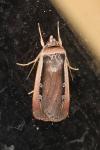 Ochropleura leucogaster