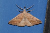 Polypogon plumigeralis