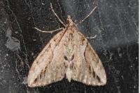 Thera cupressata