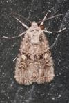 Spodoptera exigua