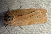 Noctua fimbriata