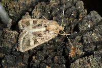 Leucochlaena oditis