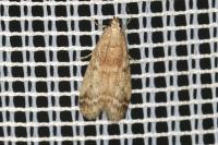 Ephestia woodiella
