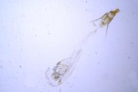 Ephestia woodiella