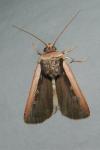 Ochropleura leucogaster