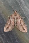 Thera cupressata