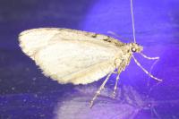 Thera cupressata