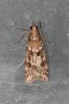 Eudonia angustea