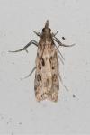 Eudonia angustea