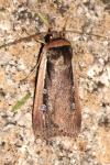 Ochropleura leucogaster