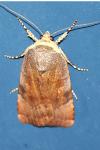 Noctua janthe/janthina