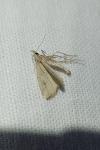 Cataclysta lemnata
