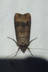 Agrotis ipsilon