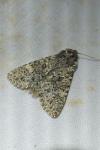 Polymixis flavicincta flavicincta