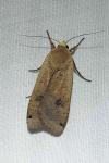Noctua pronuba